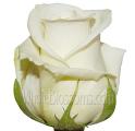 Anastasia Ivory White Rose