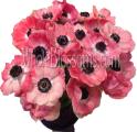 Pink Anemone – Next Day Delivery
