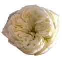 Annice Romantic Cream Garden Roses