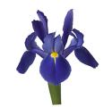 Purple Blue Iris Flower