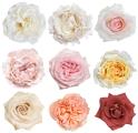 Garden Roses 36 Pack By Color - Pastel Earth Tones Collection