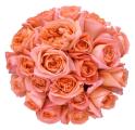 Rene Goscinny Coral Orange Garden Rose
