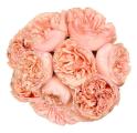 Salmanazar Coral Pink Peach Garden Roses