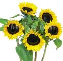 Mini Sunflowers with Dark Center
