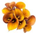 Orange Calla Lily Mango – Next Day Delivery