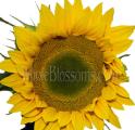 Sunflower – Yellow Green Center (Large)