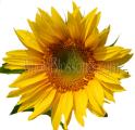 Yellow Mini Sunflowers – Green Center