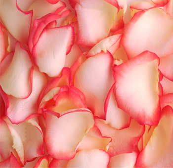 Bi-color rose petals with cream centers and vibrant orange edges, creating a soft and colorful background.