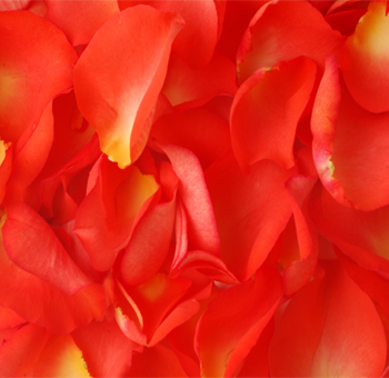 Vibrant orange fresh rose petals ideal for weddings, events, and romantic moments.