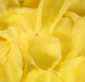 Bright yellow rose petals, perfect for adding a cheerful touch to weddings, events, or decorative displays.