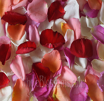 Vibrant Mix of red, white, orange, and dark pink fresh rose petals for romantic weddings and events.