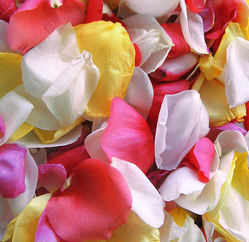 A vibrant assortment of rose petals in shades of pink, yellow, white, and red, creating a colorful and delicate display.