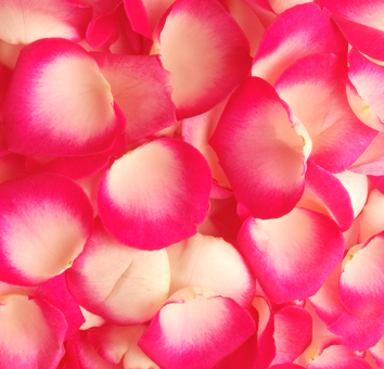 A close-up view of delicate rose petals, featuring a striking combination of vibrant pink edges that fade into creamy white centers, creating a romantic and colorful display ideal for weddings and special events.