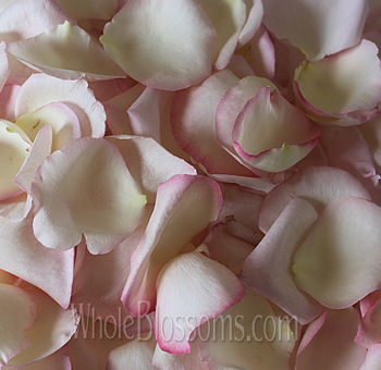 Blush fresh rose petals adding elegance and romance to weddings, events, and celebrations.