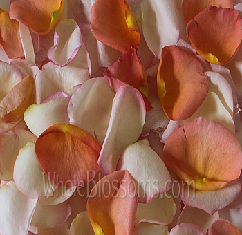 Blush and orange fresh rose petals perfect for romantic weddings and special events.