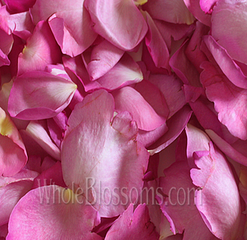 Dark pink fresh rose petals scattered beautifully, perfect for weddings and romantic events.