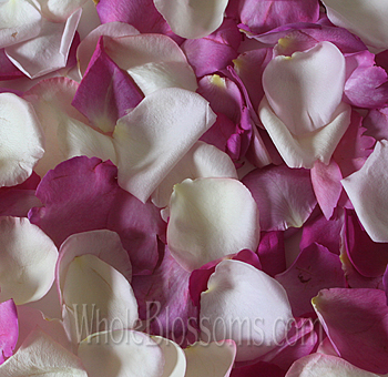 Blush and dark pink fresh rose petals scattered for romantic weddings and events.