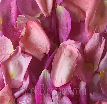 Dusty pink fresh rose petals scattered beautifully for weddings and romantic events.