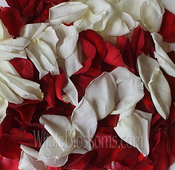 Mix of fresh red and white rose petals symbolizing love and unity for elegant events.