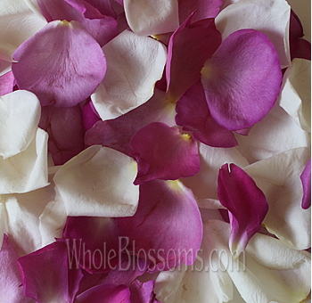 Mix of white and hot pink rose petals symbolizing romance and elegance for events.