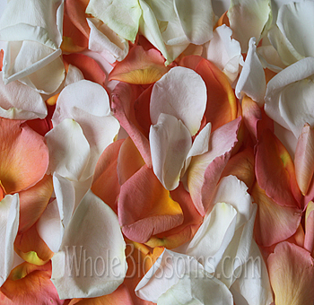 Mix of fresh white and orange rose petals symbolizing joy and purity for special events.