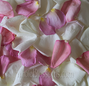 Mix of fresh white and pink rose petals symbolizing love and elegance for all events.