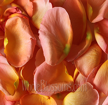 Bright orange fresh rose petals for special occasions like weddings and events.