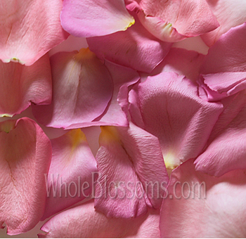Pink fresh rose petals perfect for weddings, events, and romantic occasions.
