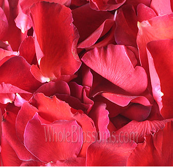 Vibrant red rose petals with velvety texture, perfect for weddings, romantic celebrations, aisle décor, and luxurious floral setups.