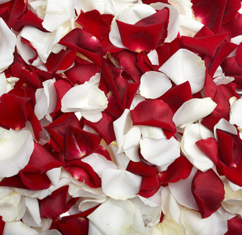 Elegant mix of red and white rose petals, perfect for romantic celebrations, weddings, or special decorative occasions.