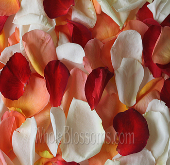Mix of orange, red, and white fresh rose petals for weddings and romantic events.