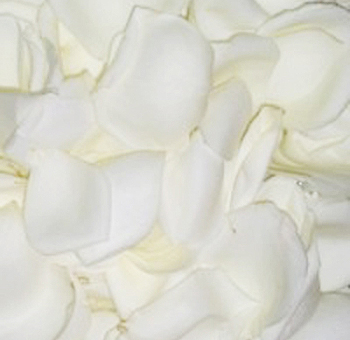 Soft white rose petals in a delicate arrangement, ideal for weddings, elegant events, or decorative purposes.
