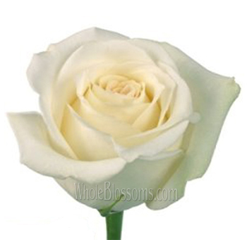 Elegant Mount Everest White Rose with creamy white petals on a long stem, perfect for wedding arrangements, classic bouquets, and sophisticated event décor.