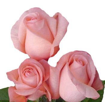 A romantic bouquet featuring Peckoubo Peach Pink Roses with delicate pastel tones.