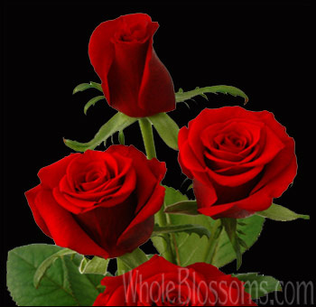 Bold Rouge Baiser red rose with velvety petals and deep crimson hue, perfect for romantic events, weddings, or premium floral gifts.