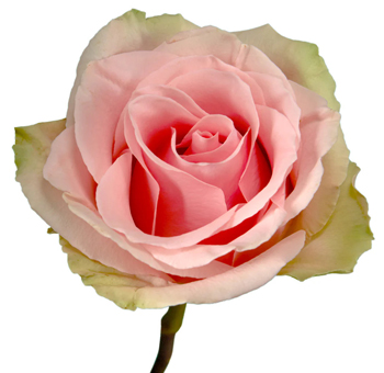 Soft pink Absolute in Pink Rose with delicate green edges, perfect for weddings, events, and floral arrangements from Whole Blossoms.
