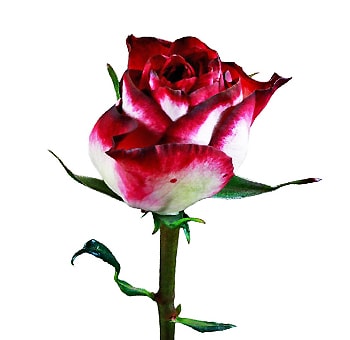 Striking bicolor Absurda roses with dramatic petal tones, perfect for weddings, events, and luxury floral arrangements.