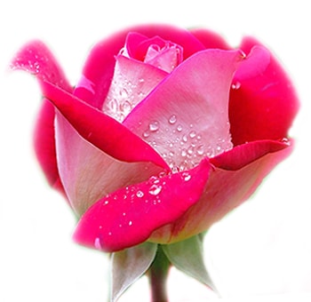 Hot Pink Roses - Acapella with vibrant pink petals and a velvety texture, adorned with dew drops, perfect for romantic and eye-catching floral designs.