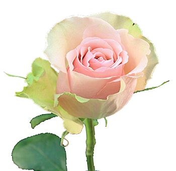 Close-up of Aerobic Light Pink Rose in bloom, featuring soft pink petals with green-tinted edges.