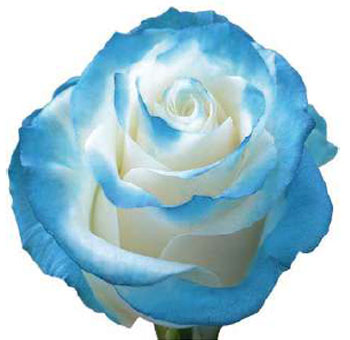 Bulk Roses