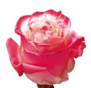 Hot pink bicolor airbrush rose with artistic edge, perfect for bold weddings, premium arrangements, or floral gifting.