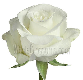 Akito White Rose with pristine white petals, ideal for weddings and elegant floral arrangements from Whole Blossoms.
