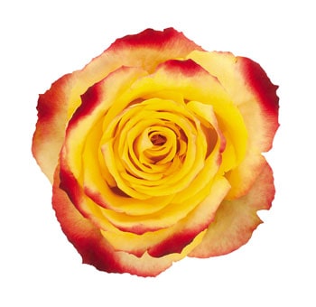 Alert bicolor yellow-red roses shine in bold floral designs, ideal for festive events, bridal arrangements, and gift bouquets.
