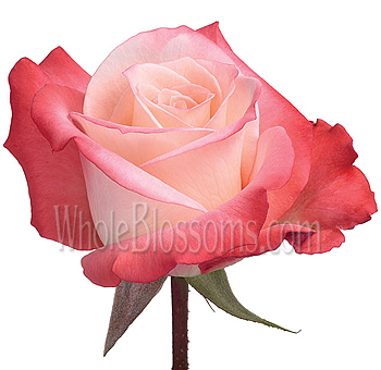 Alex Rose with soft cream petals and a striking pink edge, perfect for weddings and elegant floral arrangements from Whole Blossoms.