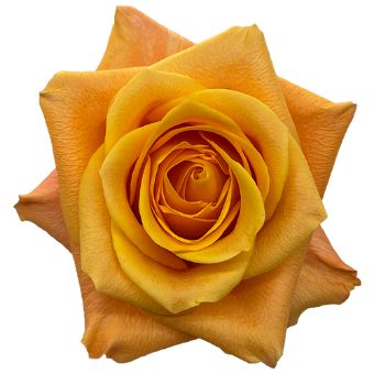 Close-up of Aloha Orange Rose with vibrant orange petals, perfect for weddings, events, and floral arrangements from Whole Blossoms.