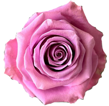 Amatista Lavender Rose – soft lavender bloom with velvety petals, perfect for weddings and special events, available in bulk from Whole Blossoms.