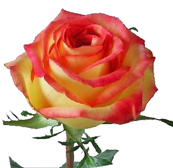 Ambiance Bicolor Rose – vibrant two-tone petals in warm red and yellow hues, ideal for weddings and special events, available in bulk from Whole Blossoms.