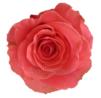 Order Amsterdam coral roses in bulk at wholesale prices for weddings and events. Vibrant blooms perfect for romantic bouquets and stunning centerpieces.