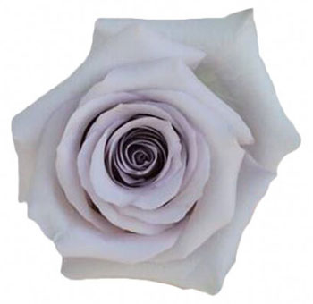 Andrea Lavender Rose – soft pale lavender bloom with delicate petals, perfect for weddings and events, available in bulk from Whole Blossoms.