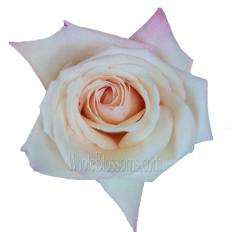Anna Creamy Light Pink Rose – single light pink bloom with subtle darker pink tips, perfect for weddings and special events, available in bulk from Whole Blossoms.